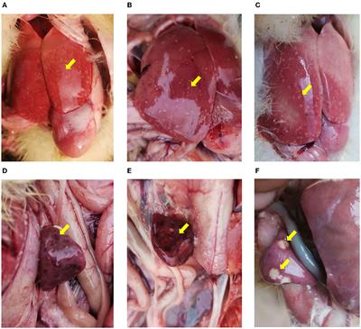 Identification and molecular characterization of novel duck reoviruses in Henan Province, China